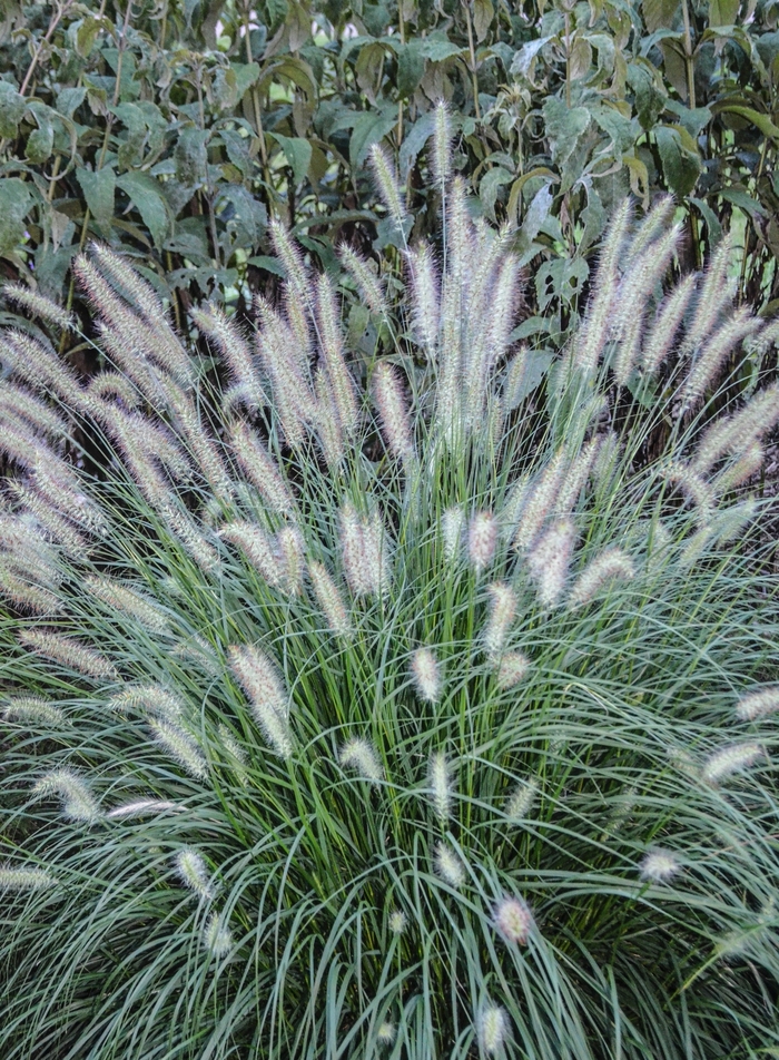 Dwarf Fountain Grass 'Hameln' - Pennisetum alopecuroides 'Hameln' from Gateway Garden Center