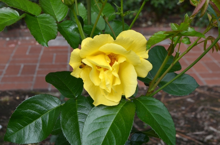 Kolorscape® Lemon Fizz™ Rose - Rosa 'KORfizzlem' PP24195 from Gateway Garden Center