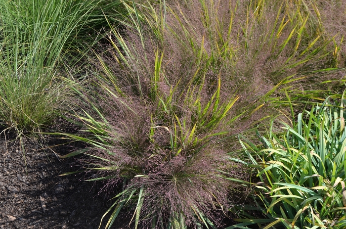 Purple Love Grass - Eragrostis spectabilis from Gateway Garden Center