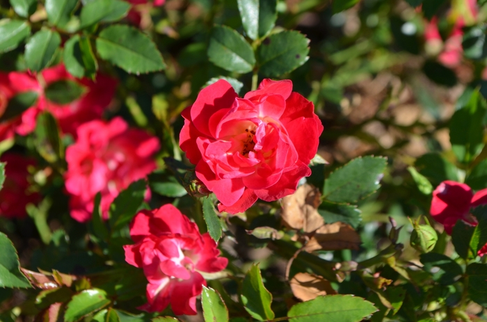 Red Drift® Rose - Rosa 'Meigalpio' PP17877 from Gateway Garden Center