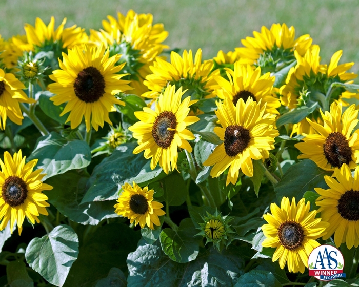 Sunflower 'Sunny Smile' - Heliantus species 'Sunny Smile' from Gateway Garden Center