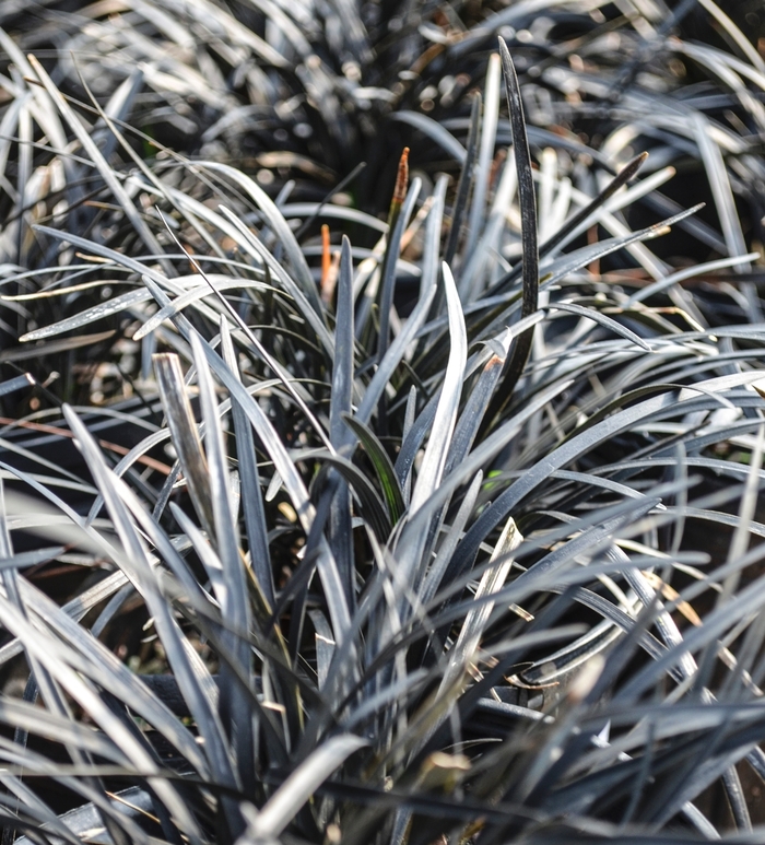 Black Mondo Grass - Ophiopogon planiscapus 'Nigrescens' from Gateway Garden Center