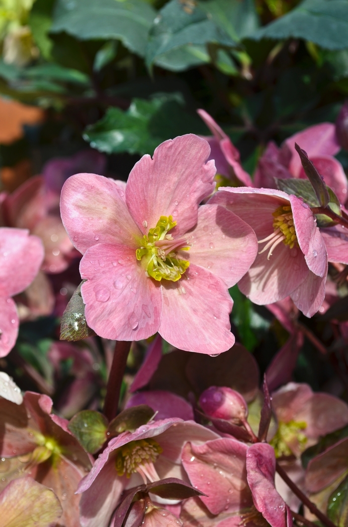 Gold Collection® Pink Frost Lenten Rose - Helleborus x ballardiae 'Pink Frost' from Gateway Garden Center