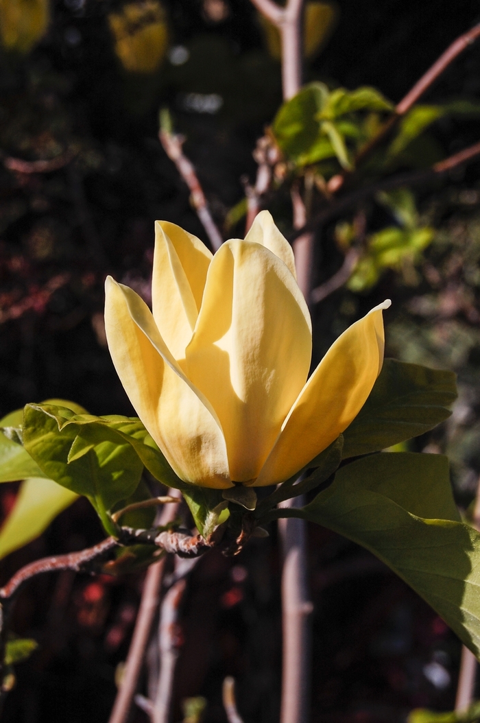 Magnolia - Magnolia x brooklynensis 'Yellow Bird' from Gateway Garden Center