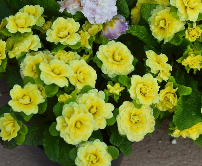 Belarina® Buttercup Primrose - Primula Belarina® 'Buttercup' from Gateway Garden Center