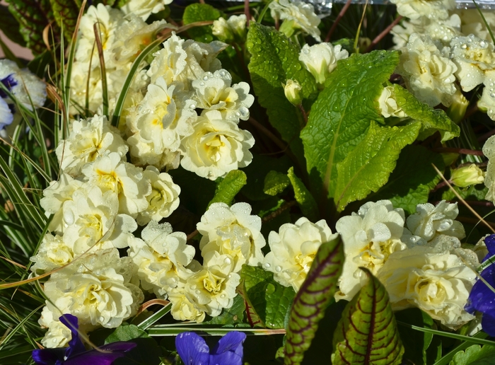 Belarina® Cream Primrose - Primula vulgaris 'Belarina® 'Cream' from Gateway Garden Center