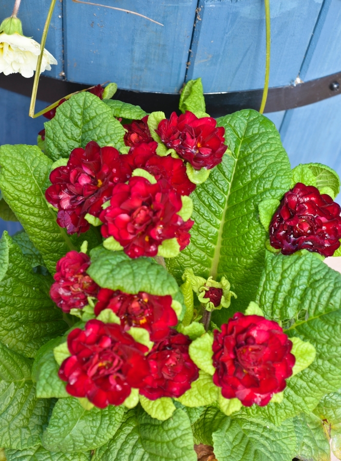 Primrose Belarina® 'Valentine' - Primula vulgaris Belarina® 'Valentine' from Gateway Garden Center