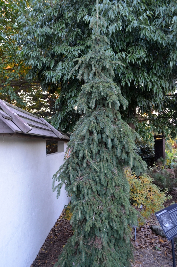 Weeping White Spruce - Picea glauca 'Pendula' from Gateway Garden Center