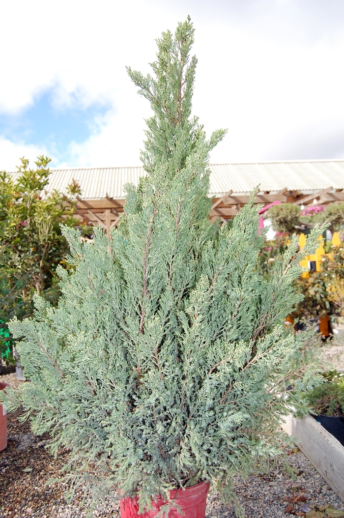 Chinese Juniper - Juniperus chinensis 'Blue Point' from Gateway Garden Center