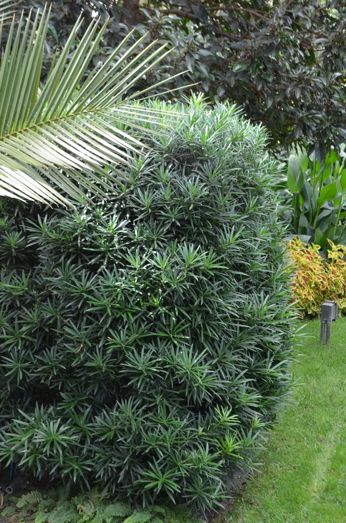 Chinese Shrub Yew - Podocarpus macrophyllus 'Maki' from Gateway Garden Center