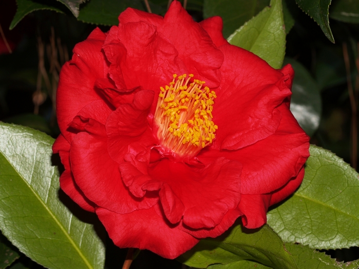 Camellia - Camellia japonica 'Hokaido Red' from Gateway Garden Center