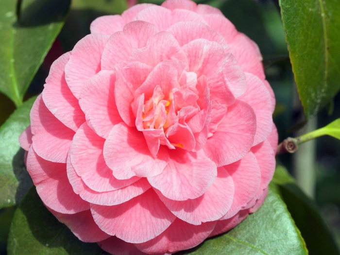 Spring Blooming Camellia - Camellia japonica 'Fran Mathis' from Gateway Garden Center