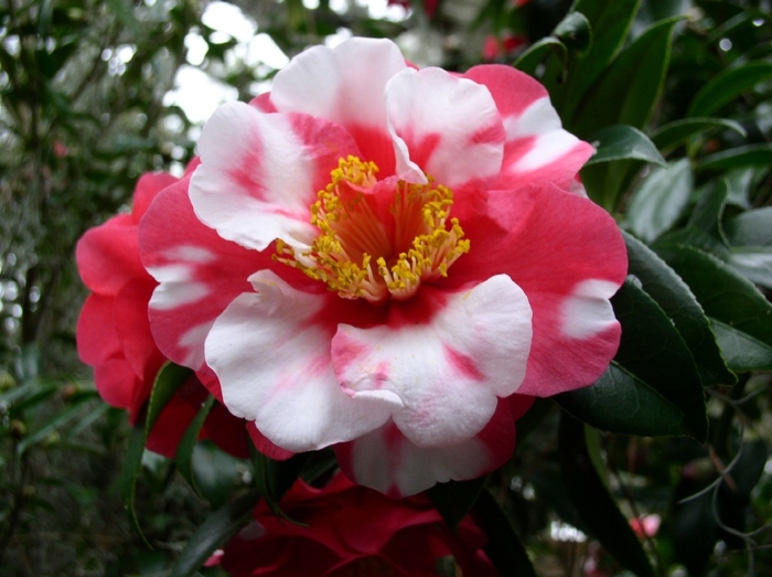 Reg Ragland Supreme Camellia - Camellia japonica 'Reg Ragland Supreme' from Gateway Garden Center