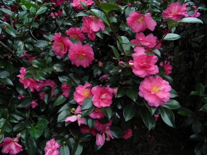 Fall Blooming Camellia - Camellia sasanqua 'Shishi-Gashira' from Gateway Garden Center