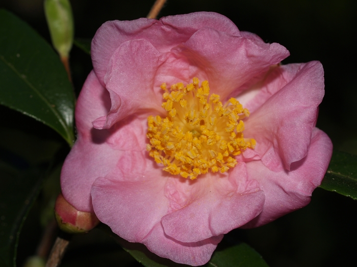 Winter's Joy Camellia - Camellia 'Winter's Joy' from Gateway Garden Center
