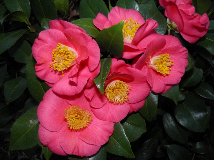 Spring Blooming Camellia - Camellia x 'Bright Eyes' from Gateway Garden Center