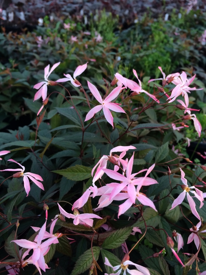 Pink Bowman's Root - Gillenia trifoliata 'Pink Profusions' from Gateway Garden Center
