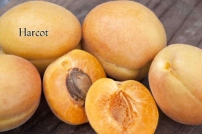 'Harcot' Apricot - Prunus armeniaca from Gateway Garden Center