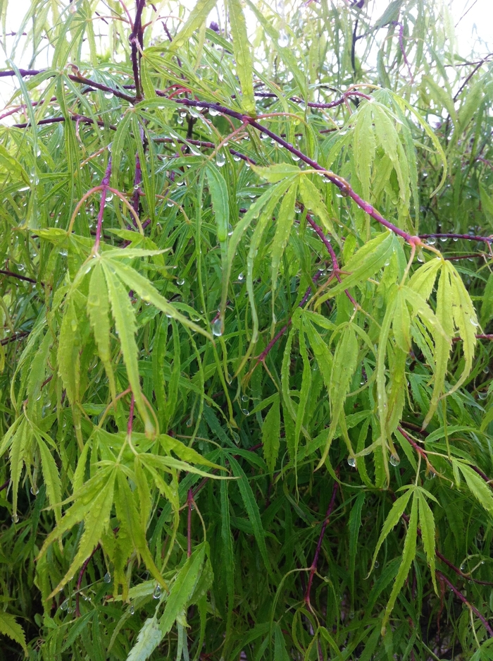 Japanese Maple - Acer palmatum 'Koto-no-ito' from Gateway Garden Center