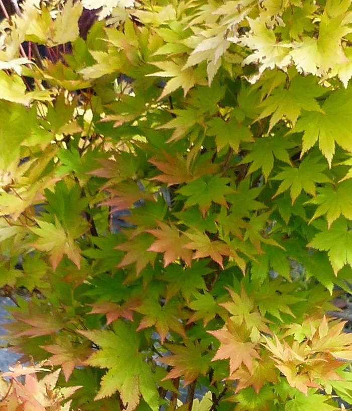 Golden Japanese Maple - Acer palmatum 'Orange Dream' from Gateway Garden Center