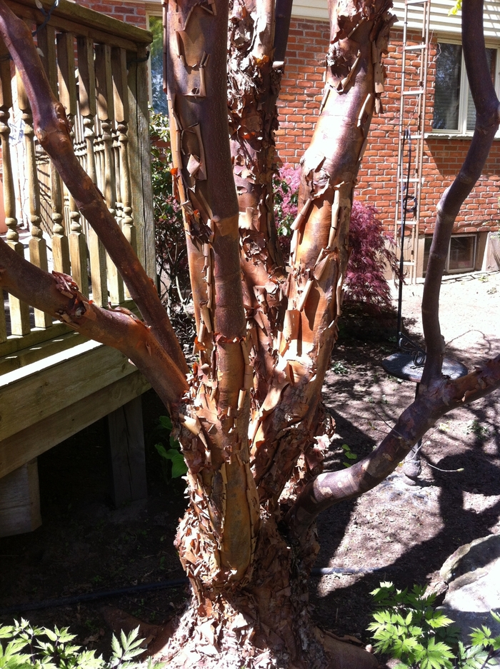 Paperbark Maple - Acer griseum from Gateway Garden Center