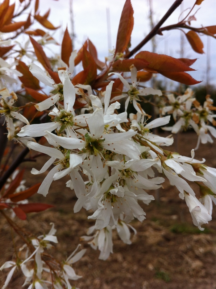 'Spring Flurry®' Serviceberry - Amelanchier laevis from Gateway Garden Center