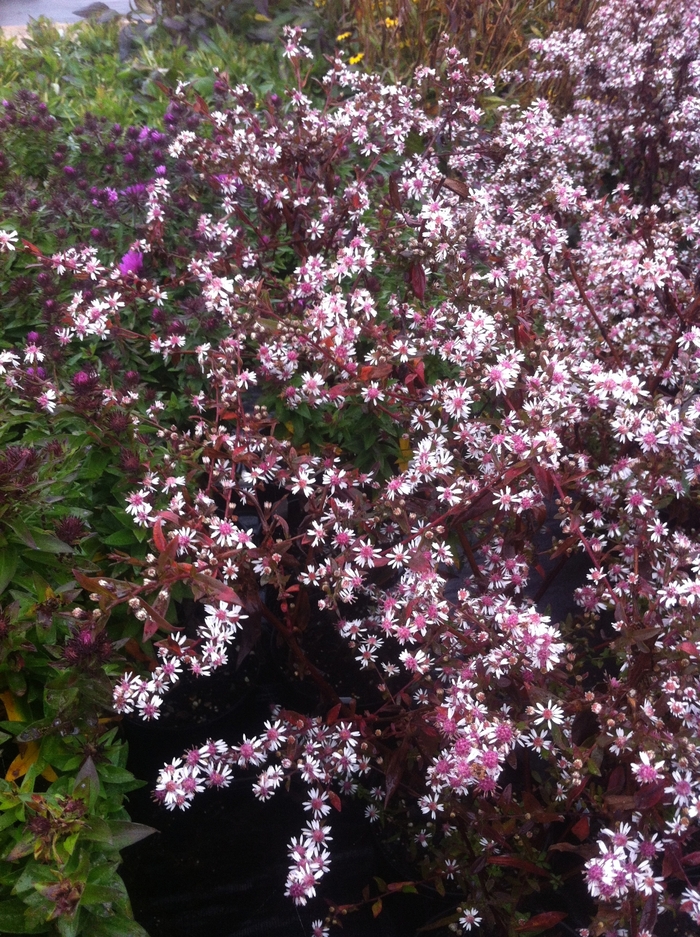 Lady in Black Calico Aster - Aster lateriflorus 'Lady in Black' from Gateway Garden Center