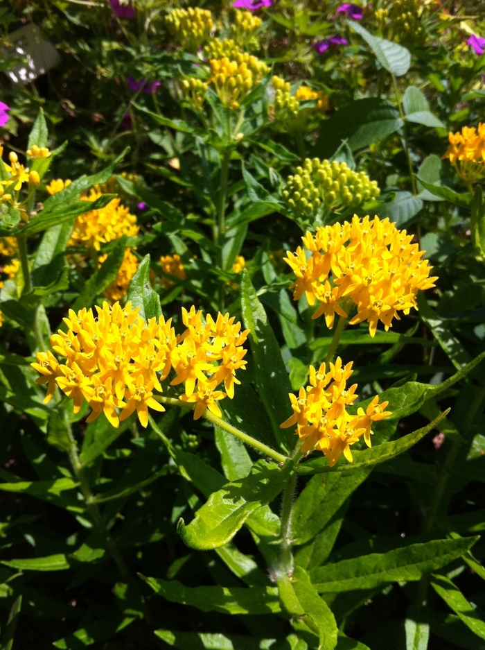 Butterfly Weed - Asclepias tuberosa 'Hello Yellow' from Gateway Garden Center