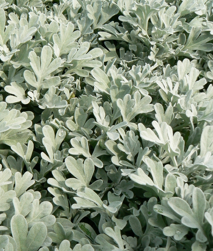 Artemisia 'Silver Brocade' - Artemisia stelleriana 'Silver Brocade' from Gateway Garden Center