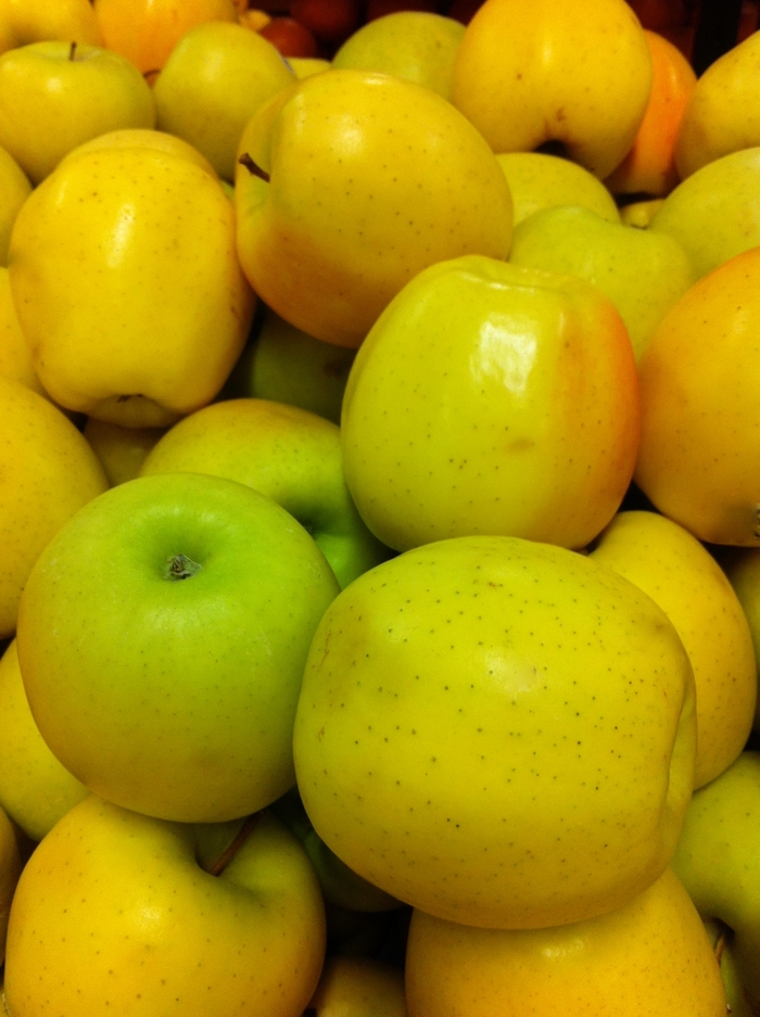 Golden Delicious Apple - Malus domestica 'Golden Delicious' from Gateway Garden Center