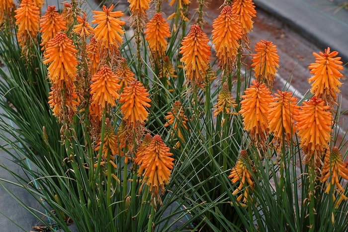 Torch Lily - Kniphofia 'Poco Orange' from Gateway Garden Center