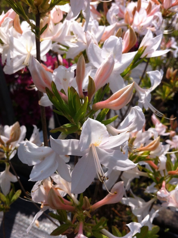 'White Lights' - Rhododendron hybrid from Gateway Garden Center
