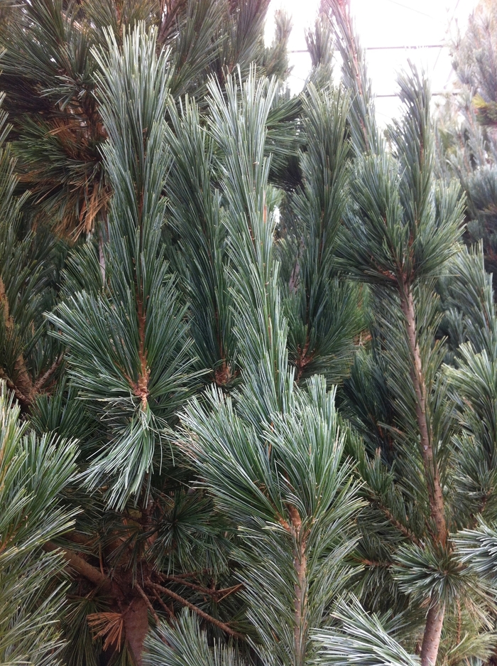 Limber Pine - Pinus flexilis 'Vanderwolf's Pyramid' from Gateway Garden Center