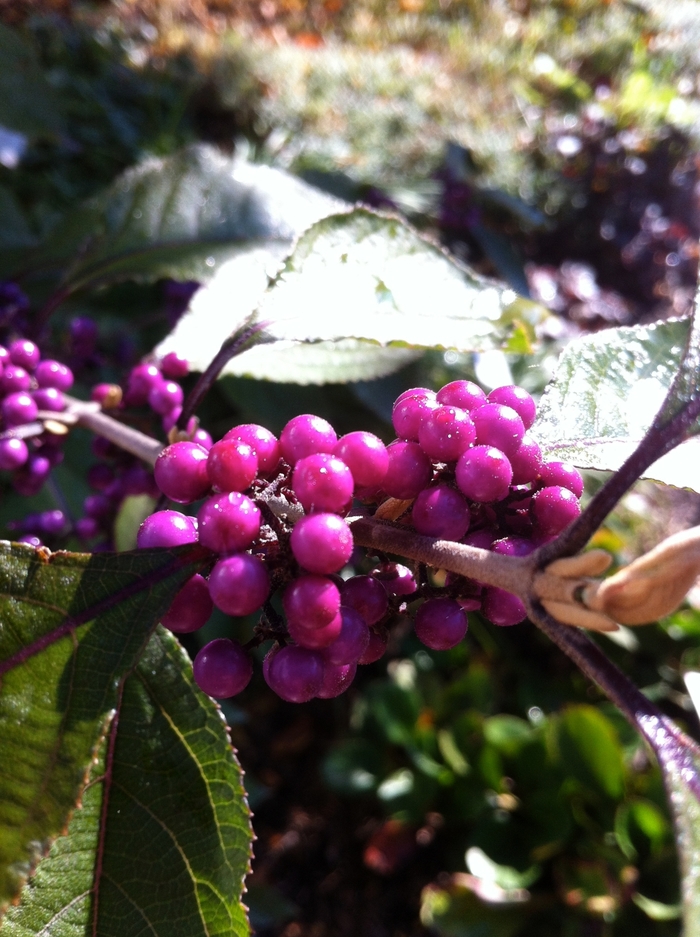Beautyberry - Callicarpa dichotoma 'Early Amethyst' from Gateway Garden Center