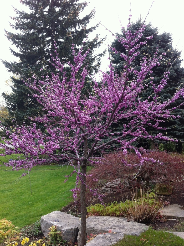 Eastern Redbud - Cercis canadensis 'Appalachian Red' from Gateway Garden Center