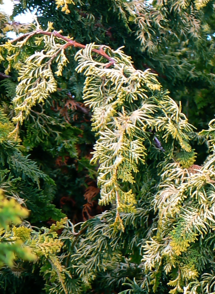 Hinoki False Cypress - Chamaecyparis obtusa 'Confucius' from Gateway Garden Center