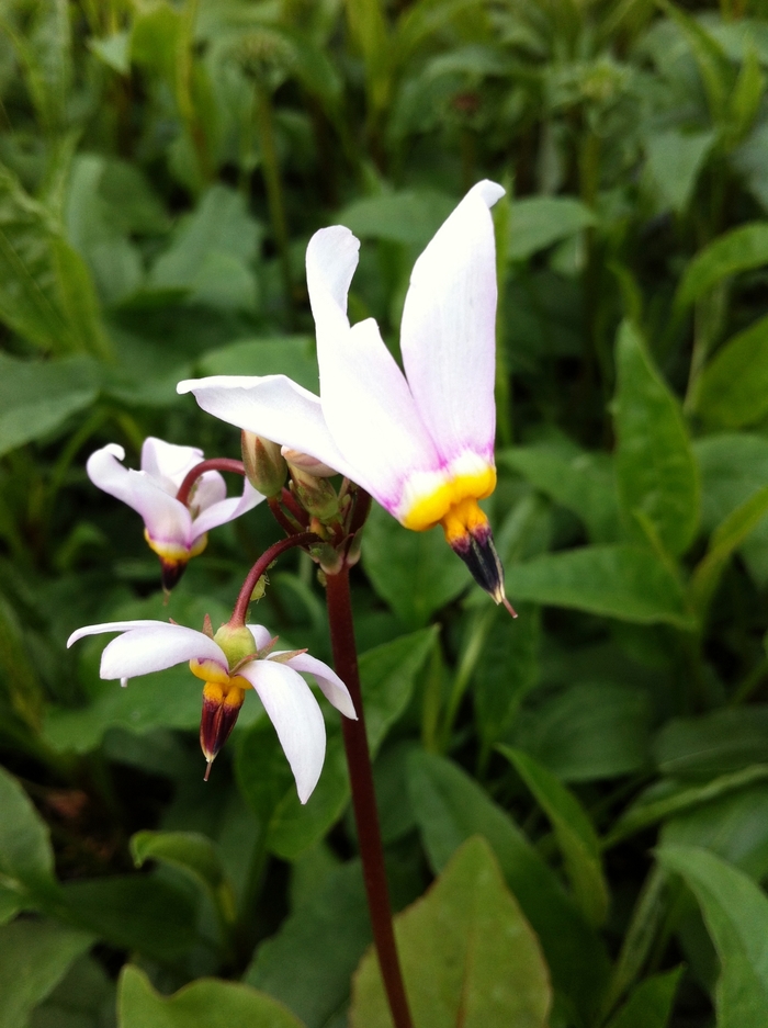 Shooting Star - Dodecatheon meadia from Gateway Garden Center