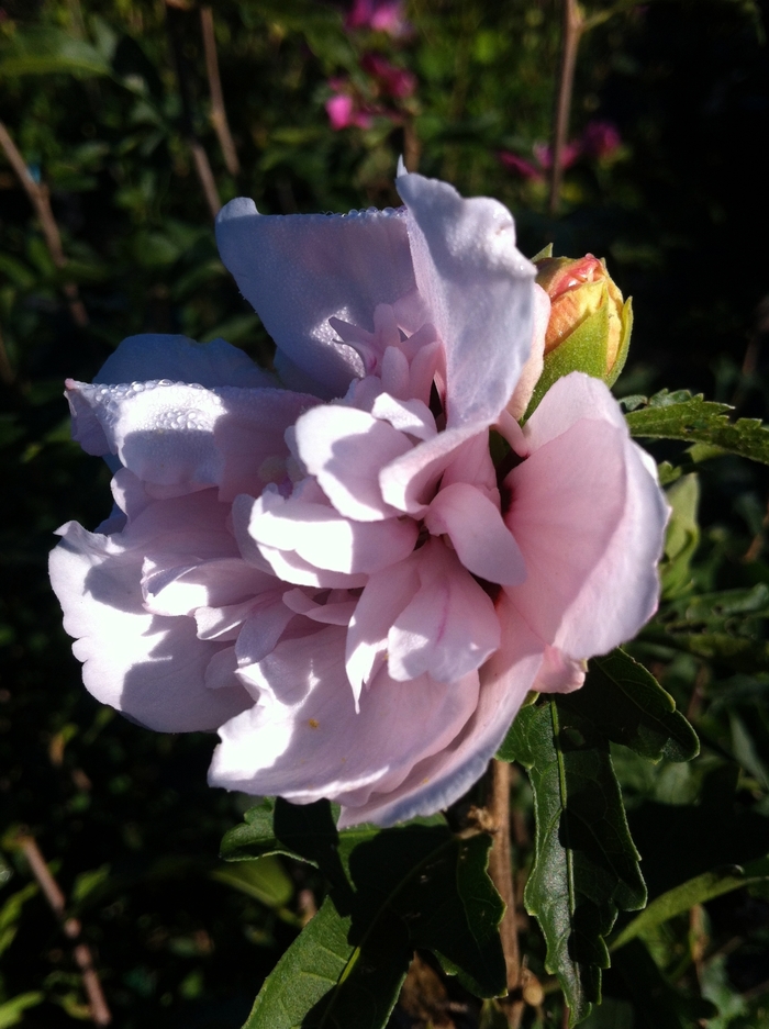 Rose of Sharon - Hibiscus syriacus 'Blushing Bride' from Gateway Garden Center