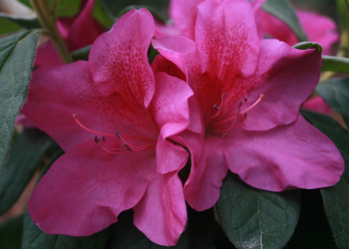 Bloom-A-Thon® Lavender - Rhododendron hybrid from Gateway Garden Center