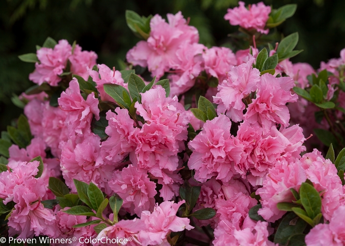 Bloom-A-Thon® Pink Double - Rhododendron hybrid from Gateway Garden Center