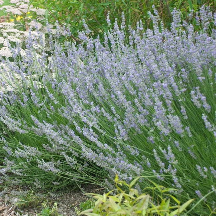 Provence French Lavender - Lavandula x intermedia 'Provence' from Gateway Garden Center