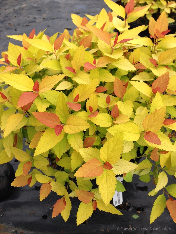 Double Play® Candy Corn® - Spiraea japonica from Gateway Garden Center