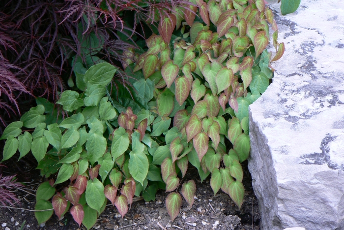 Red Barrenwort or Fairy Wings - Epimedium x rubrum from Gateway Garden Center