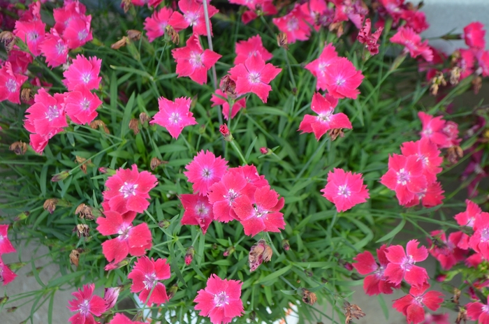 Pinks 'Kahori® Scarlet' - Dianthus 'Kahori® Scarlet' from Gateway Garden Center