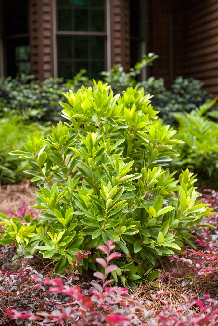 BananAppeal™ Small Anise Tree - Illicium parviflorum from Gateway Garden Center