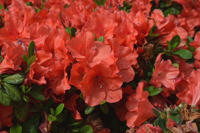 Encore® Autumn Sunset™ - Rhododendron hybrid from Gateway Garden Center