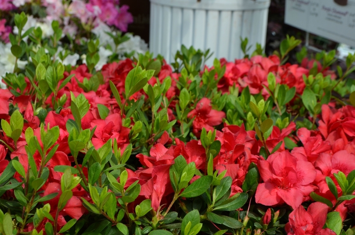 Encore® Autumn Bonfire® - Rhododendron hybrid from Gateway Garden Center
