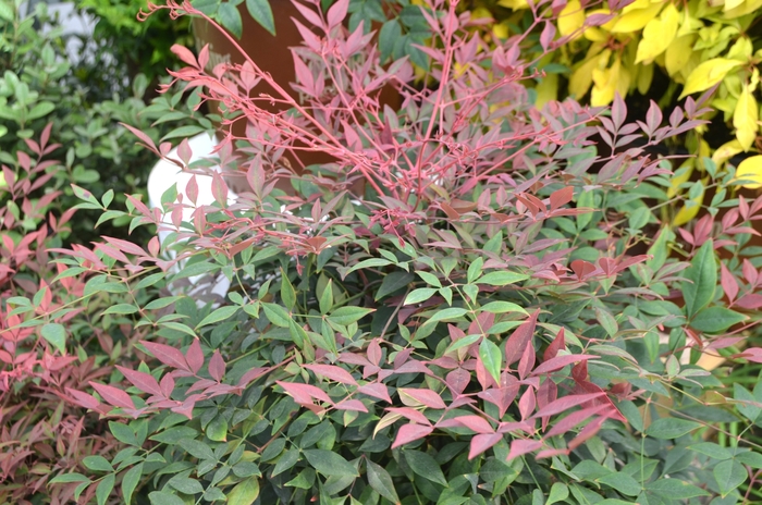 Heavenly Bamboo - Nandina domestica 'Obsession' from Gateway Garden Center