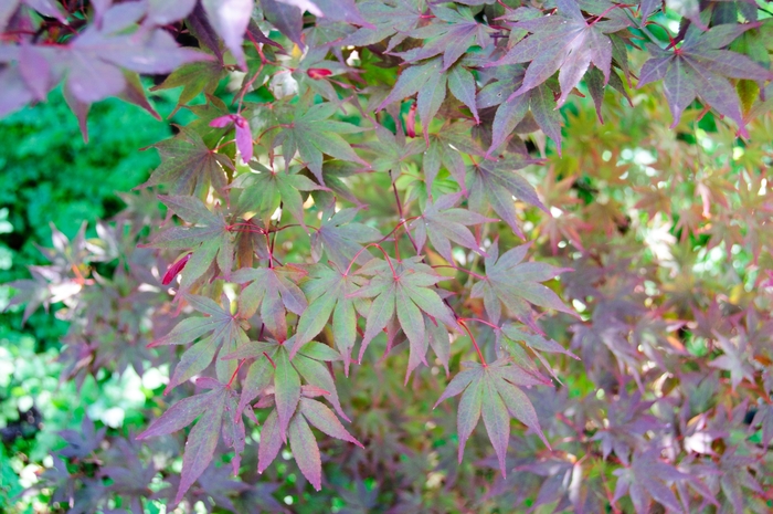 Japanese Maple - Acer palmatum 'Fireglow' from Gateway Garden Center