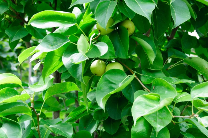 Shinseiki Asian Pear - Pyrus pyrifolia 'Shinseiki' from Gateway Garden Center
